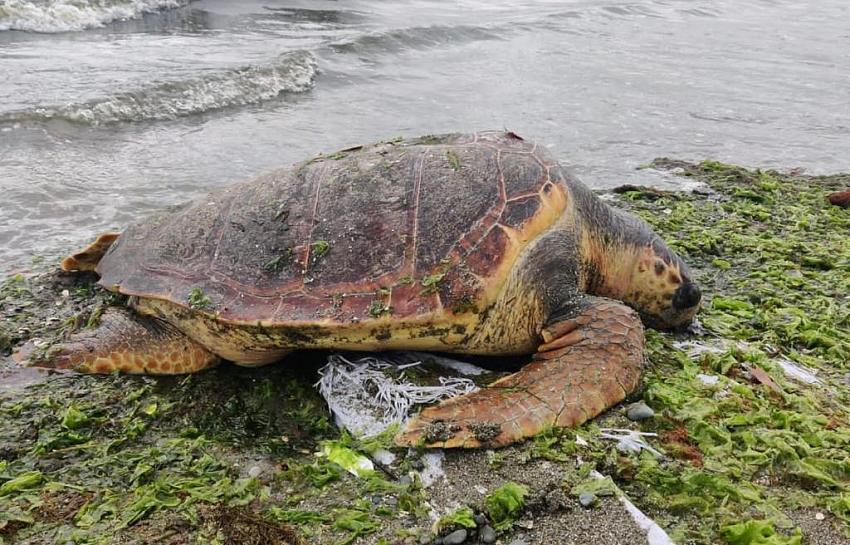 ALTINOVA PLAJINA CARETTA CARETTA VURDU