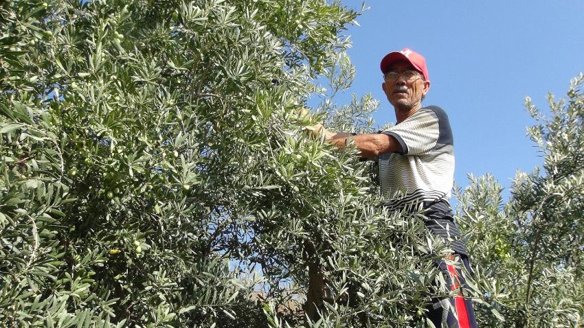 ARMUTLU'DA ZEYTİN HASADINA BAŞLANDI