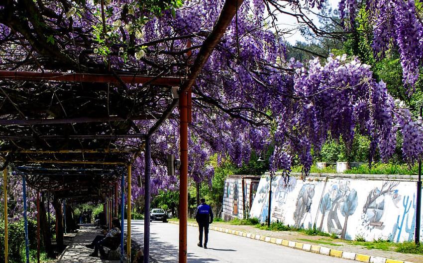 AŞIKLAR YOLU MOR SALKIMLARLA BEZENDİ