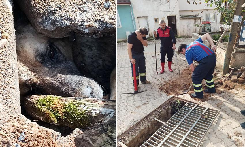 TOPRAK ALTINDA KALAN KÖPEK İTFAİYE TARAFINDAN KURTARILDI