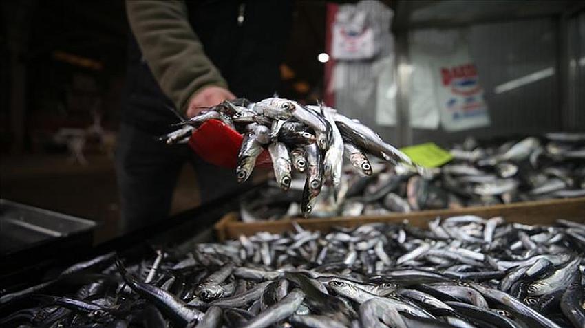 MARMARA DENİZİ’NDE HAMSİ AVCILIĞI’NA YASAK