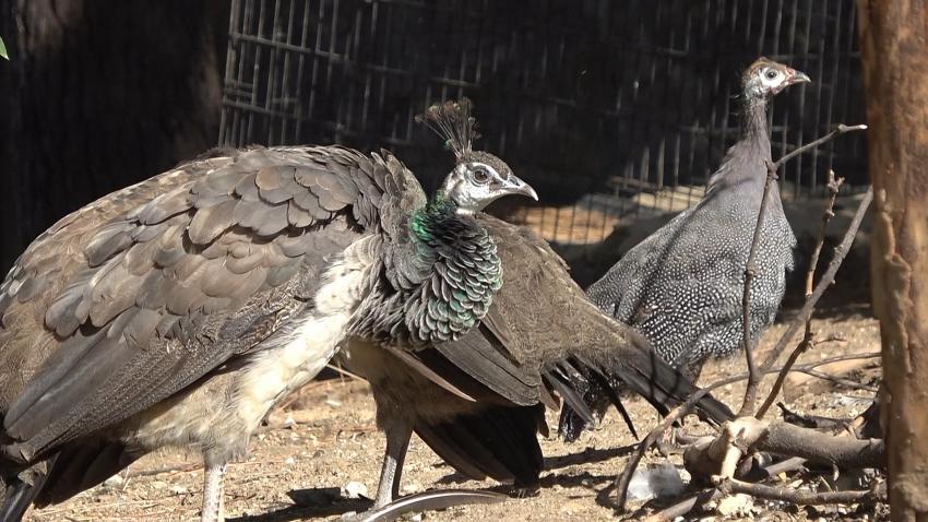 TAVUS KUŞU TOKAT TAVUĞUNA ANNELİK YAPIYOR