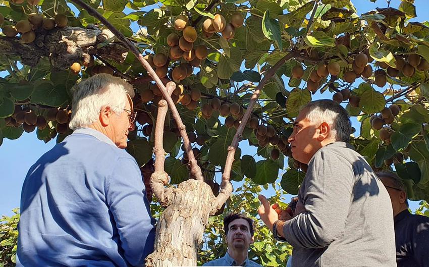 TÜRK KİVİ ÇEŞİTLERİNE İTALYANLAR TALİP OLDU