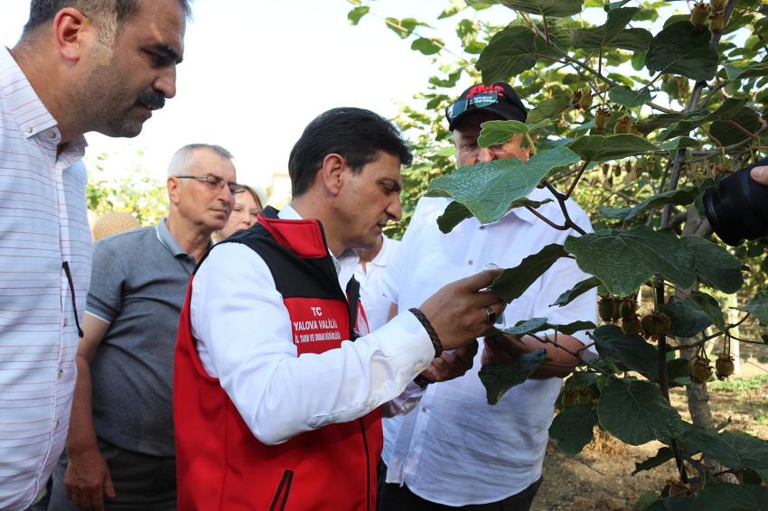 YALOVA'DA KAHVERENGİ KOKARCA İLE YOĞUN MÜCADELE DEVAM EDİYOR