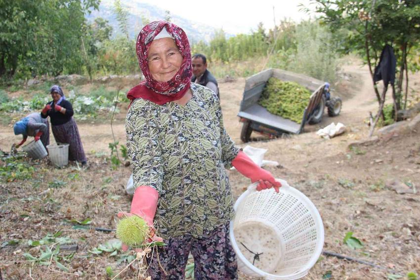 YALOVA’DA KESTANE HASADI BAŞLADI