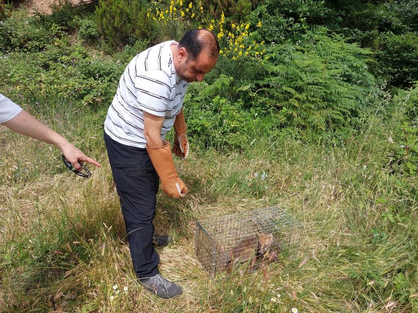 YALOVA'DA YERLEŞİM MERKEZLERİNE İNEN TİLKİLER DOĞAYA BIRAKILDI